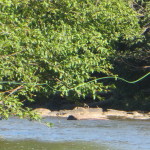 Laramie River: Jelm